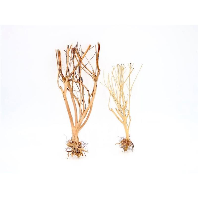 Lemn Aquadeco Slim Tree S - imagine 3